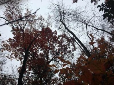 Everything We Need is Here: Reconnecting to a Foraging Heritage Image